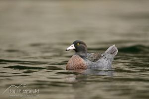 Blue duck