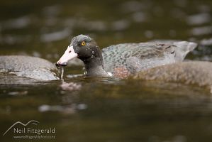Blue duck