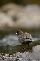 Blue duck