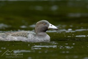 Blue duck