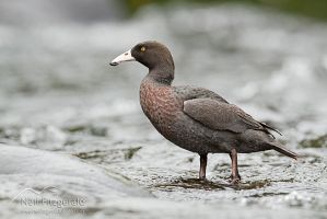 Blue duck