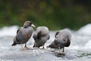 Blue duck