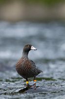 Blue duck