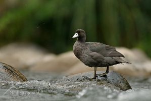 Blue duck