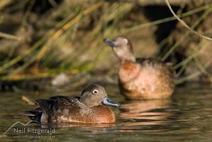 Brown teal