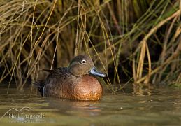 Brown teal