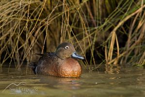 Brown teal