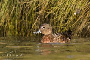 Brown teal