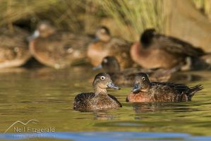 Brown teal