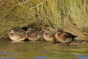 Brown teal