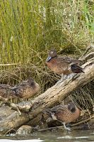 Brown teal