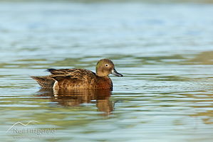 Brown teal drake