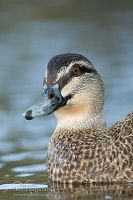 Grey duck