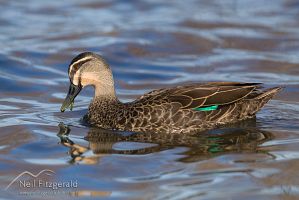 Grey Duck
