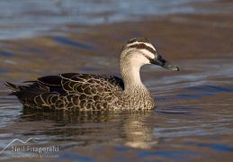 Grey duck