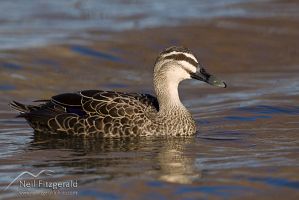 Grey Duck