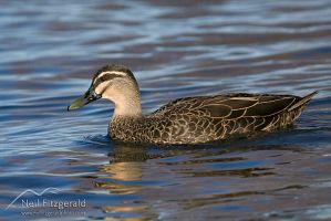 Grey Duck