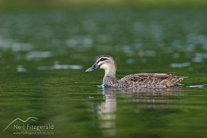 Grey duck