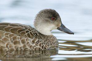 Grey teal