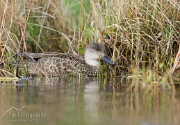 Grey teal
