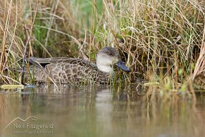 Grey teal