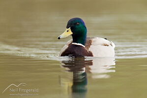 Mallard
