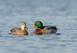 Mallard