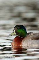 Mallard