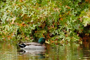 Mallard