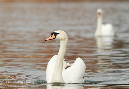 Mute swan