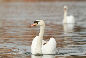 Mute swan