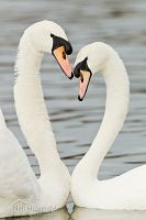 Mute swan