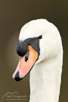 Mute swan