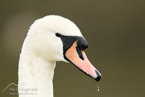 Mute swan