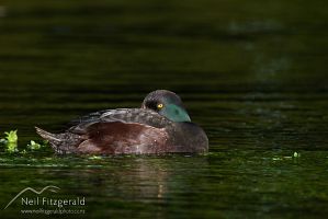 New Zealand scaup