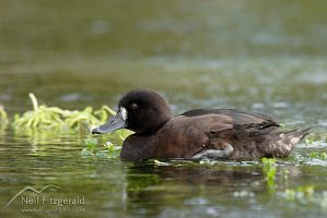 New Zealand scaup