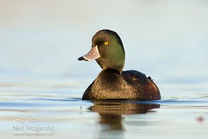 New Zealand scaup