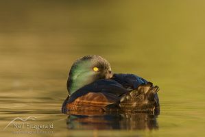 New Zealand scaup