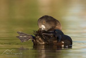 New Zealand scaup