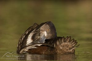 New Zealand scaup