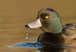 New Zealand scaup