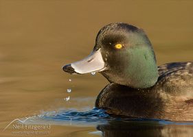 New Zealand scaup