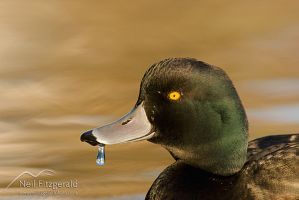 New Zealand scaup