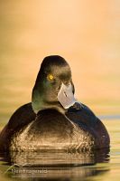 New Zealand scaup