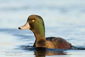 New Zealand scaup