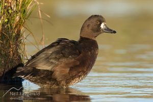 New Zealand scaup