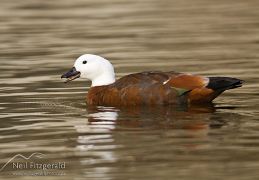 Paradise shelduck