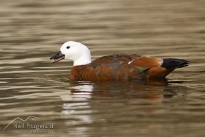 Paradise shelduck