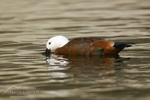 Paradise shelduck