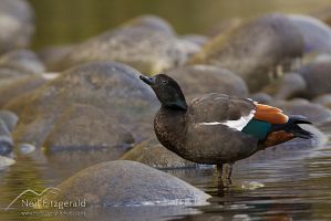 Paradise shelduck